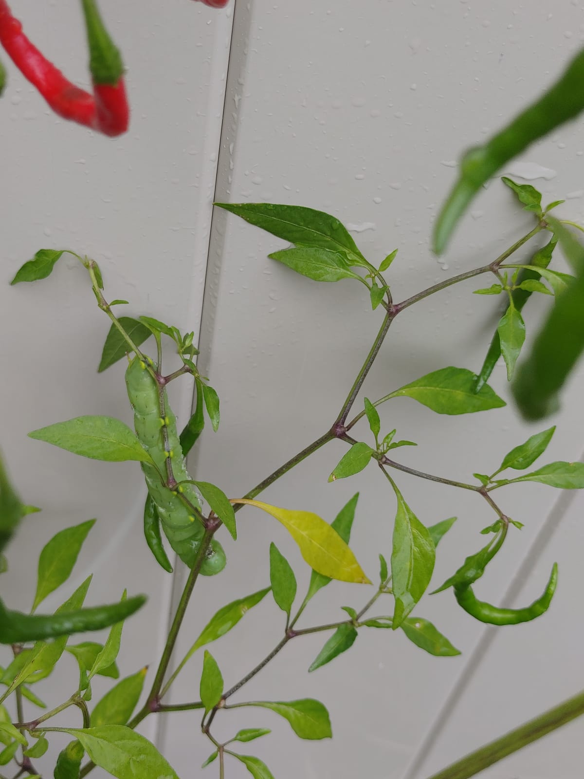Hornworm on pepper plant
