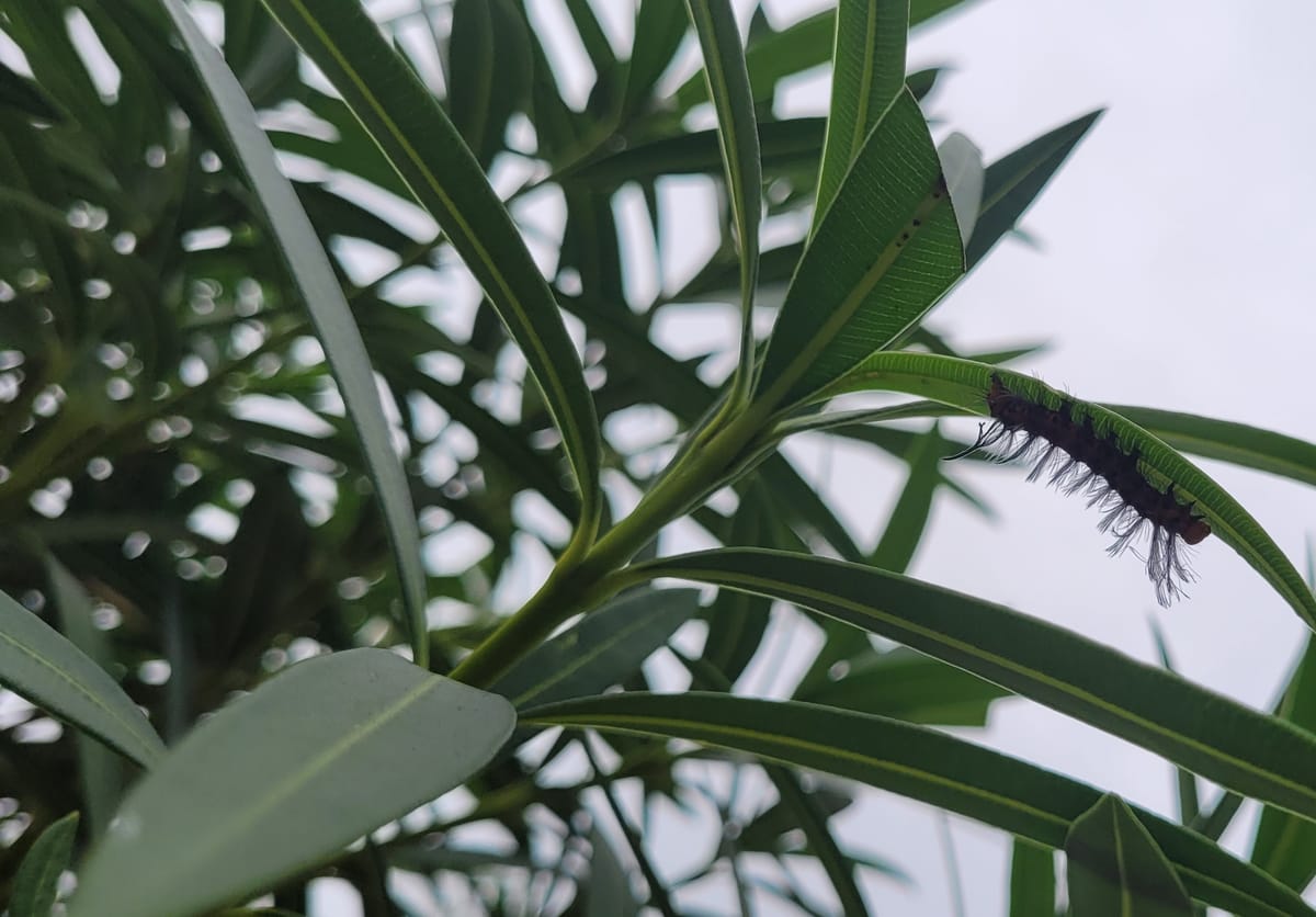 "Other Duties As Assigned" in Public Schools: Lunch