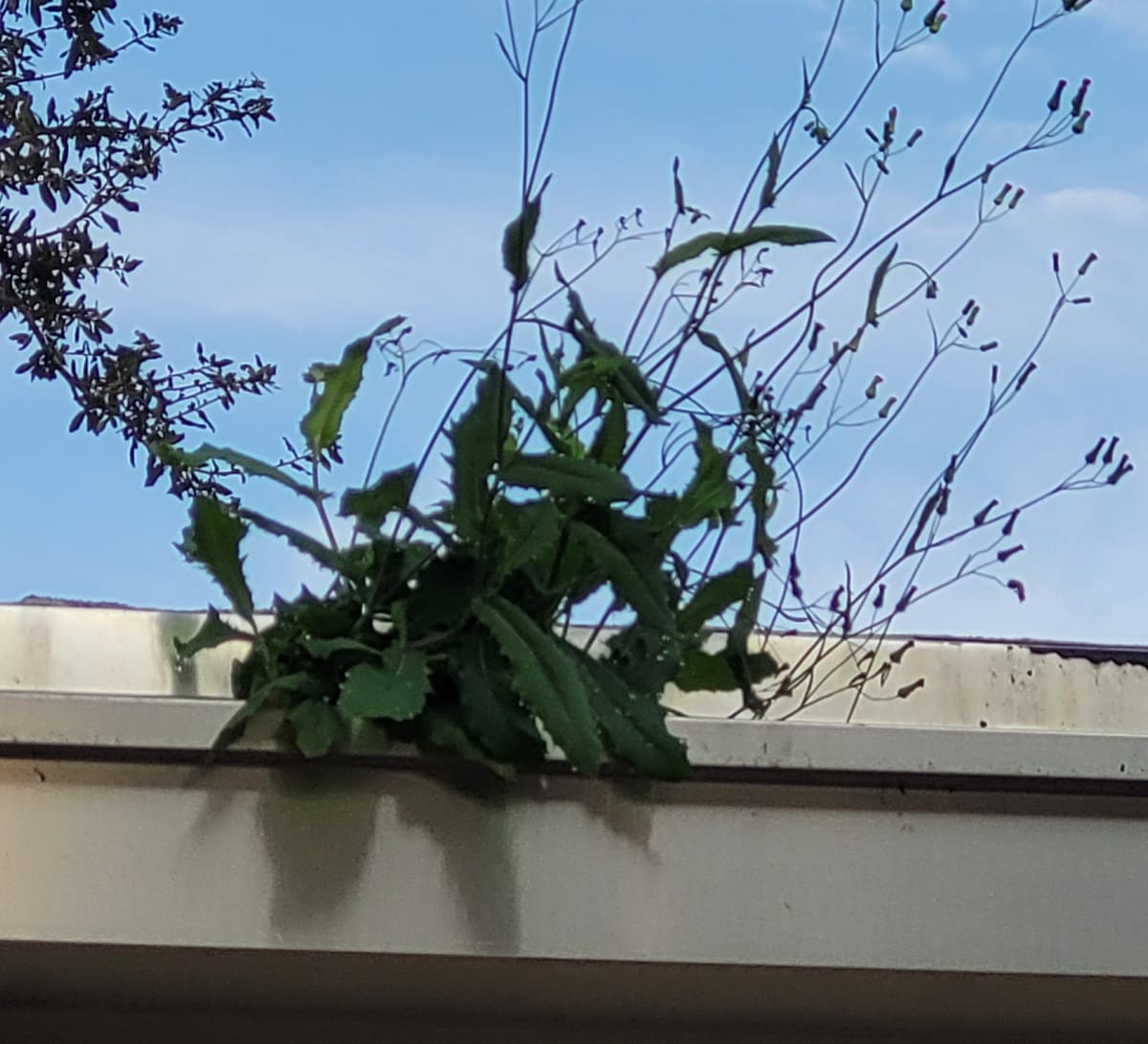 My Number One Work-Related Red Flag: The Middle Age White Woman as Boss