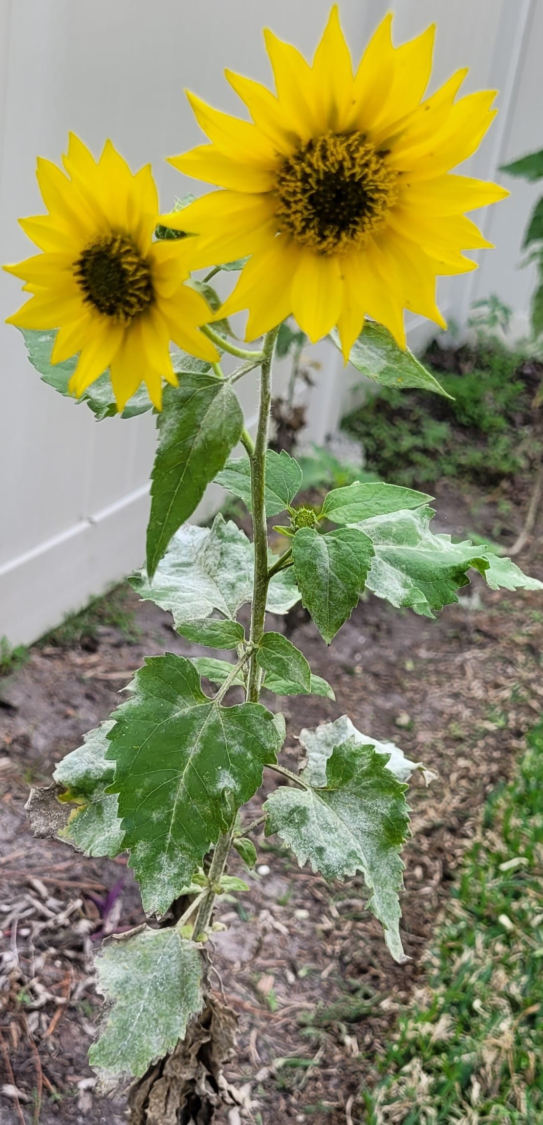 I Don't Know What You Heard, But I Got Fired