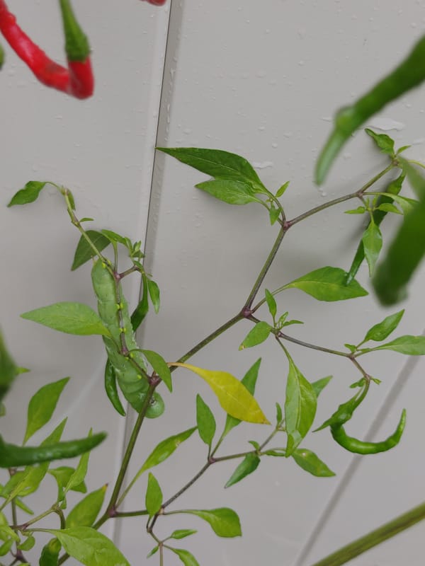 Hornworm on pepper plant