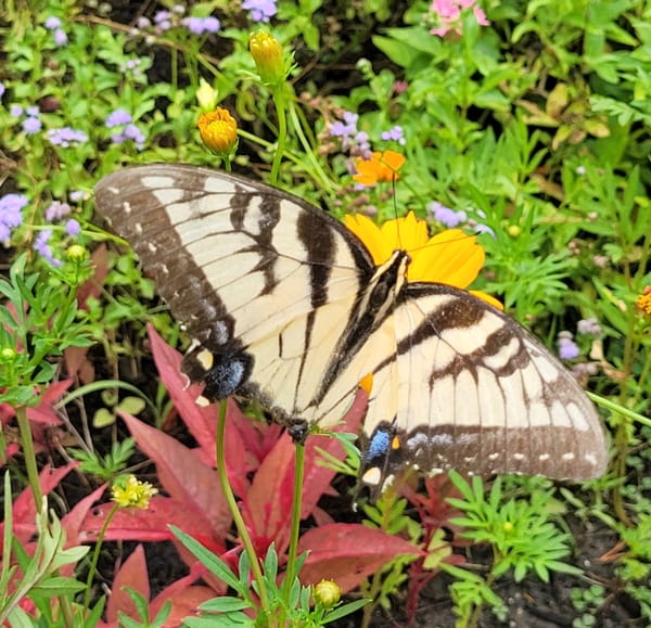 "Other Duties As Assigned" in Public Schools: Lunch, part 2