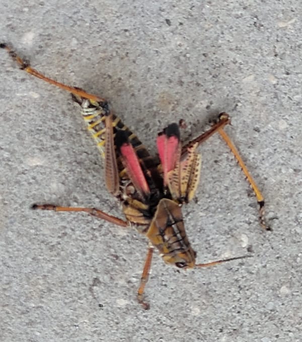 Interviews Are Made Up of Lies: Your Principal Just Needs Another Body for Her Cemetery