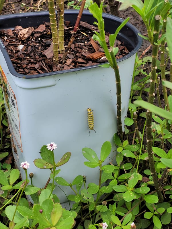 The School-Based Behavior Specialist