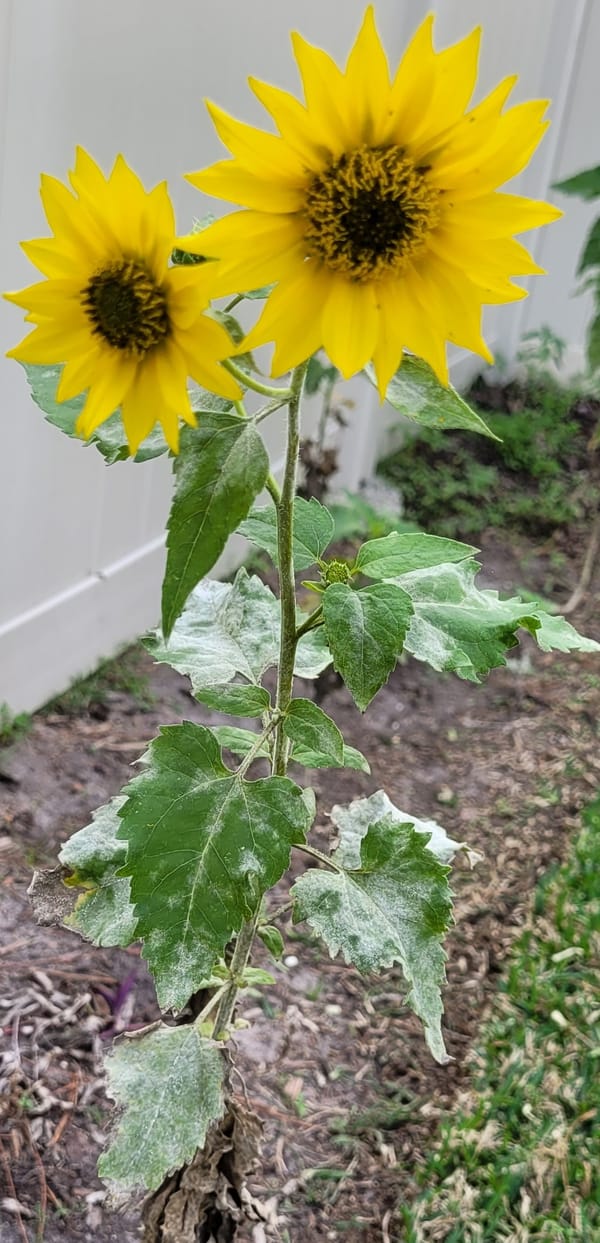 I Don't Know What You Heard, But I Got Fired