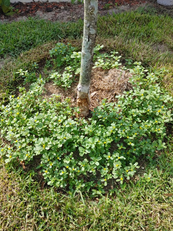 Drug Culture and When Principals Smoke Crack on a Public School Campus