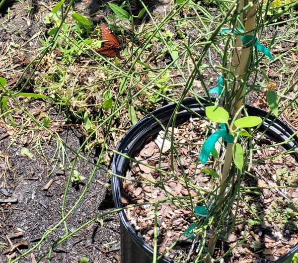 It Doesn't Pay to Be Smart as a Public School Teacher, part one