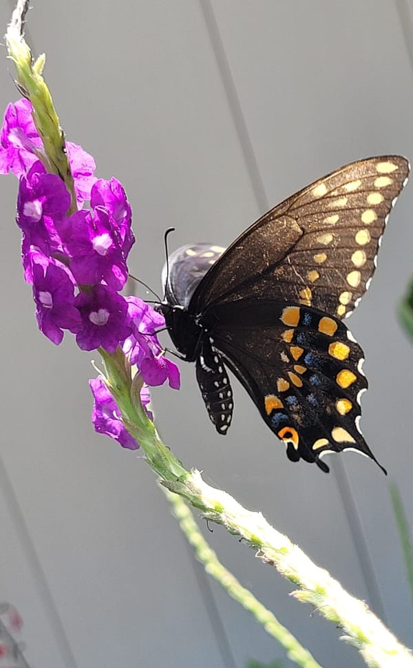 Black Assistant Principal plus White Principal Equals No