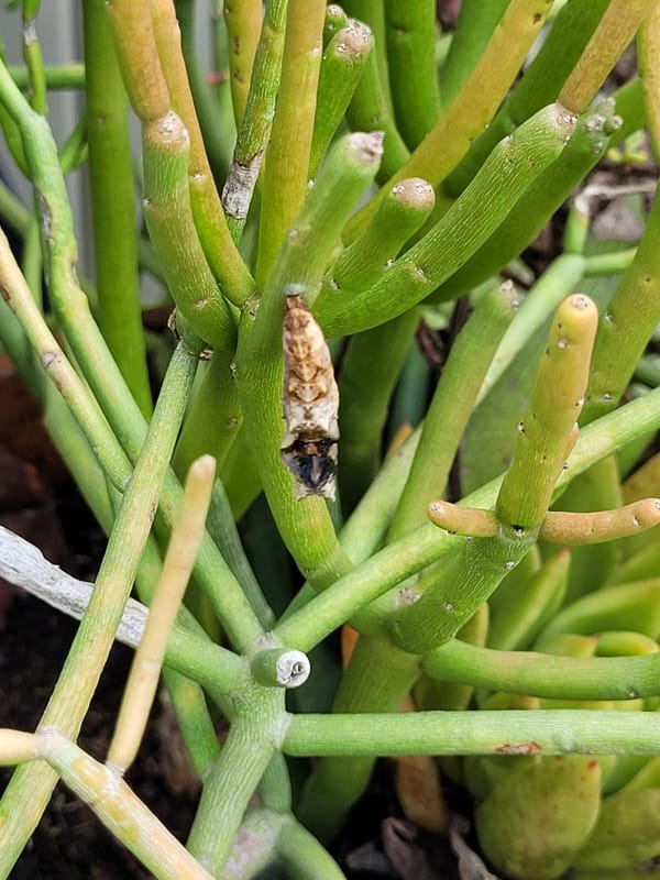 When Your School Board is White AF