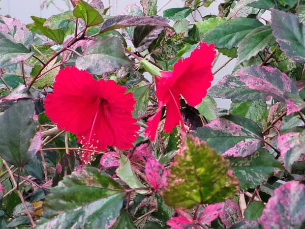 You Work at the Ghetto School